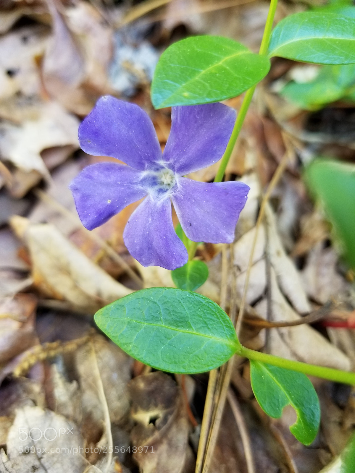 Samsung Galaxy S8+ sample photo. Violet photography