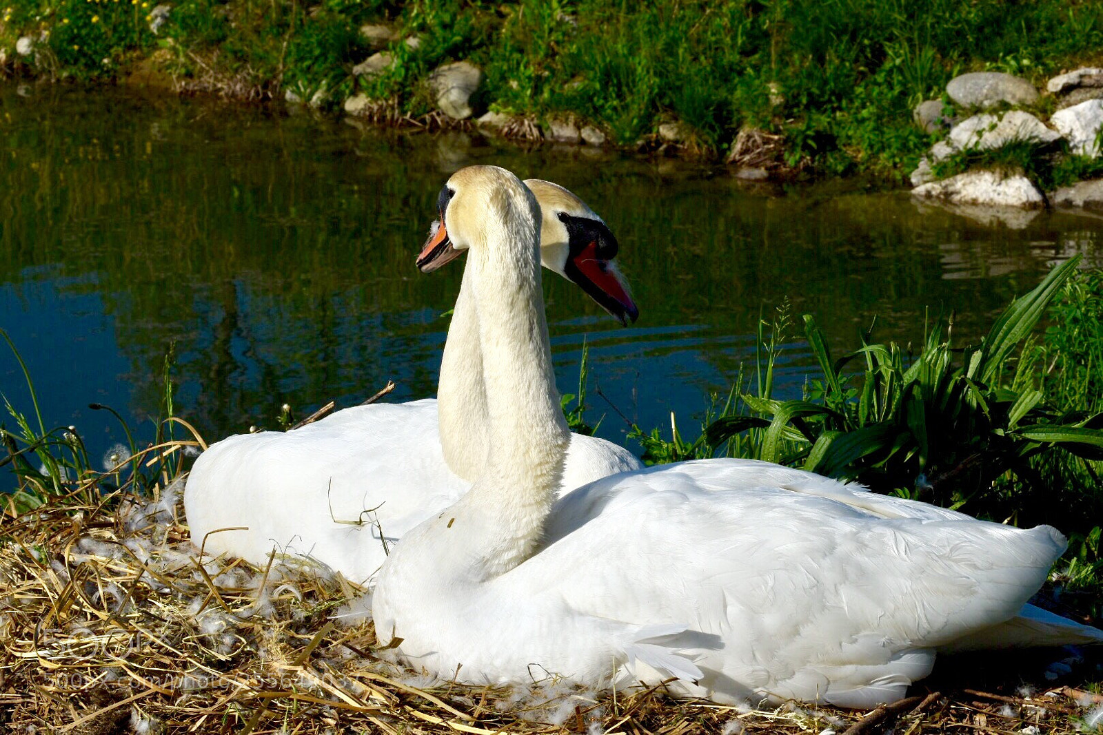 Nikon D7200 sample photo. Amore infinito photography