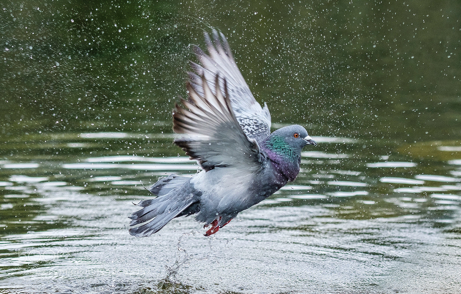 Fujifilm X-T2 sample photo. A pigeon photography