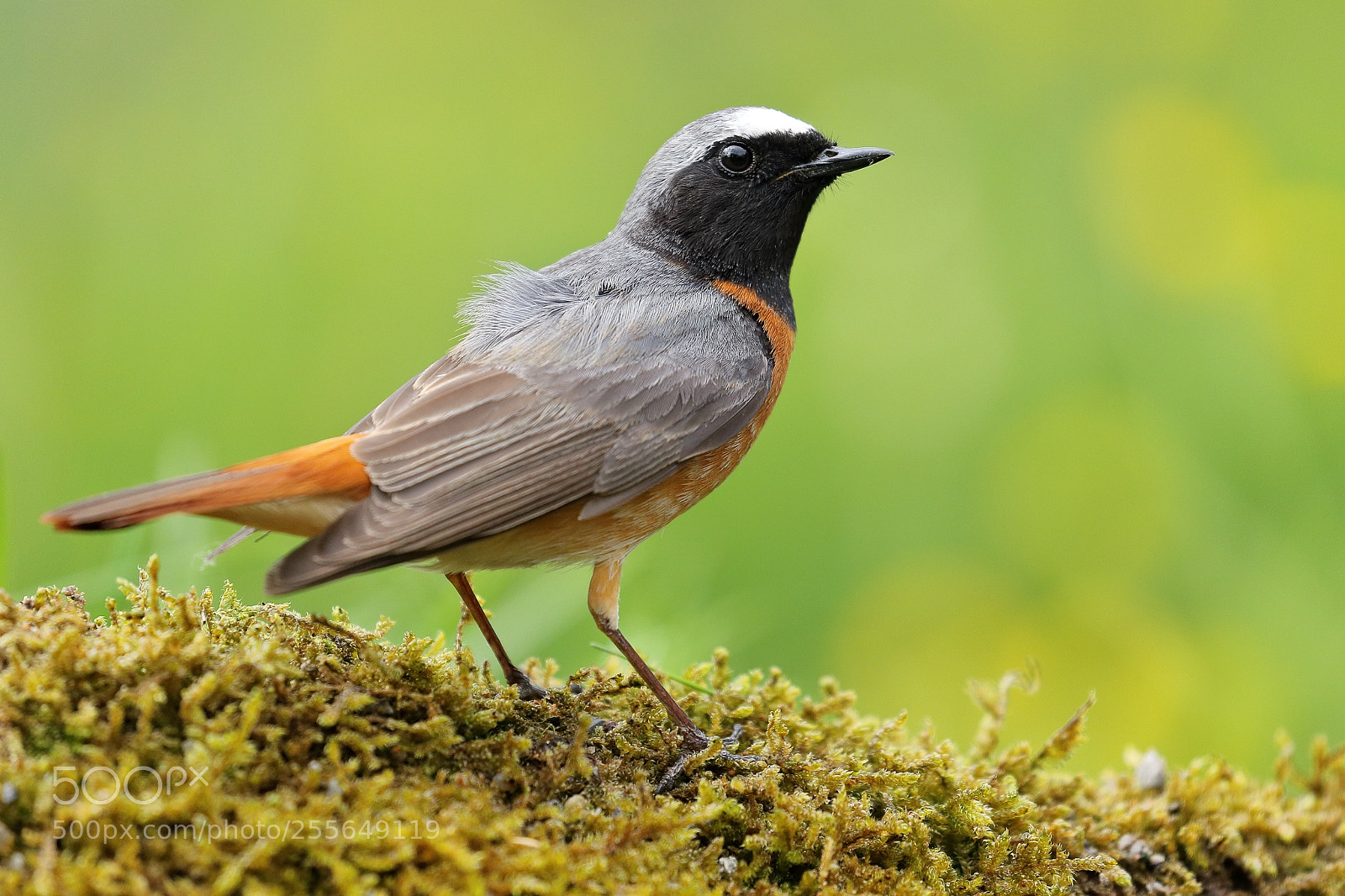 Canon EOS-1D Mark IV sample photo. Redstart male photography