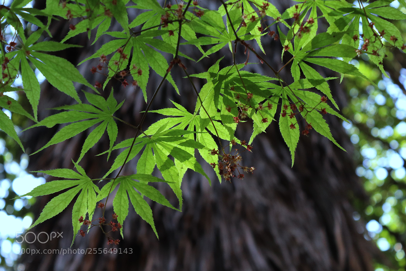 Canon EOS 77D (EOS 9000D / EOS 770D) sample photo. Maple in bloom photography