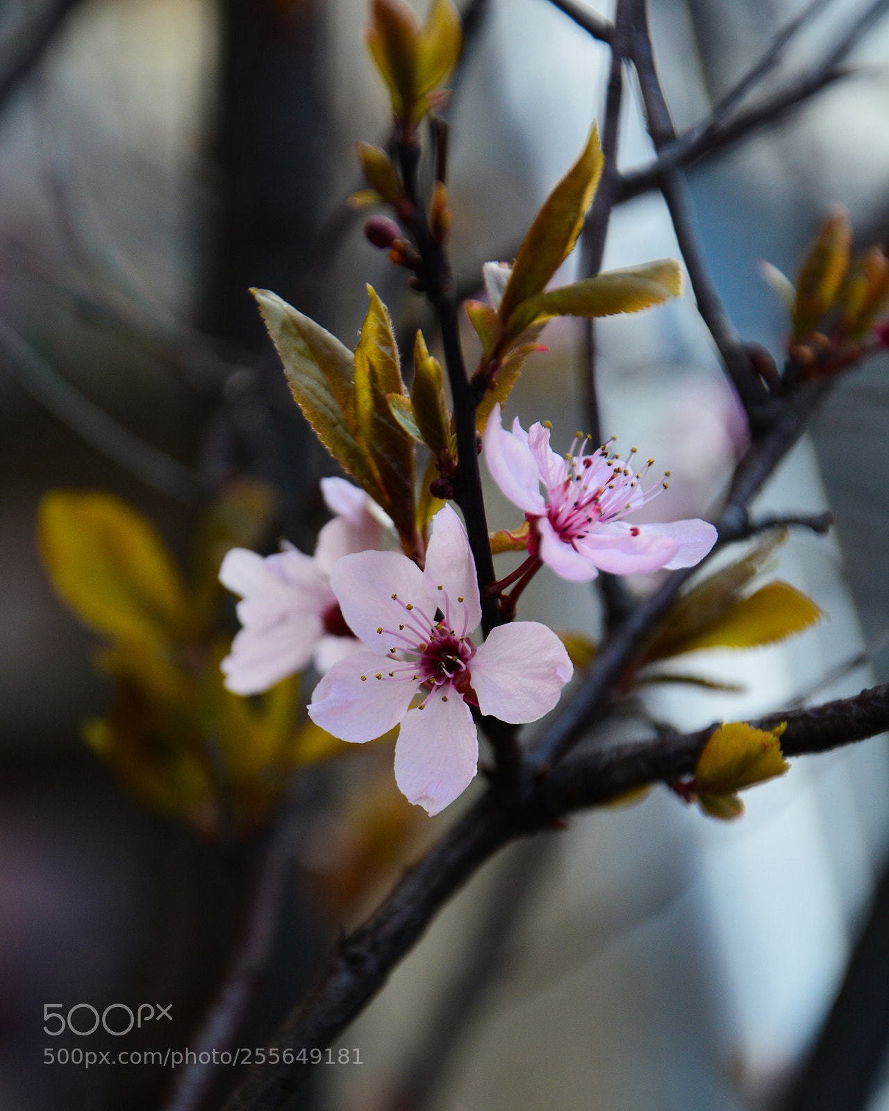 Nikon D7100 sample photo. Pink flowers photography