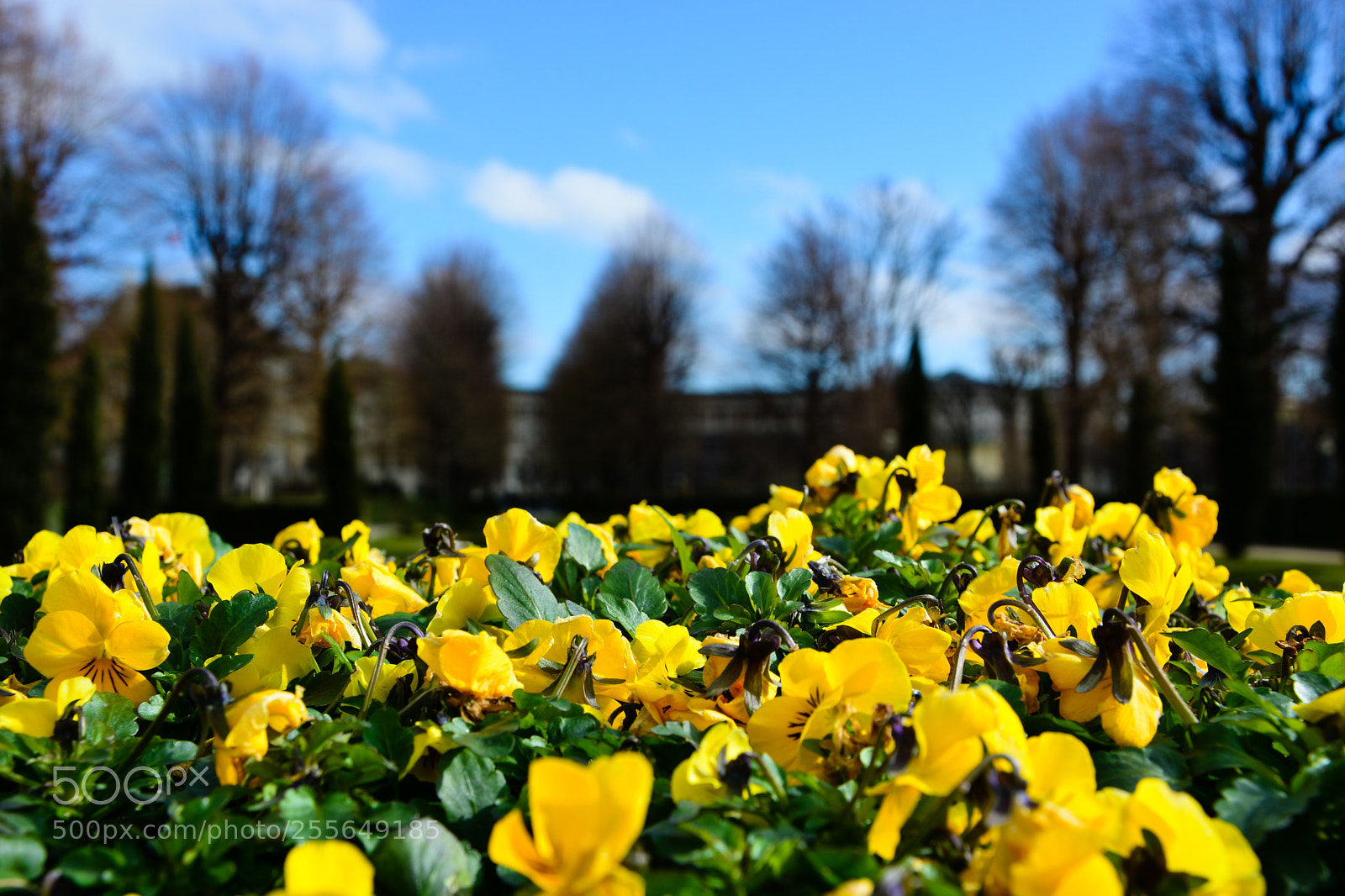 Nikon D7100 sample photo. Yellow flowers photography