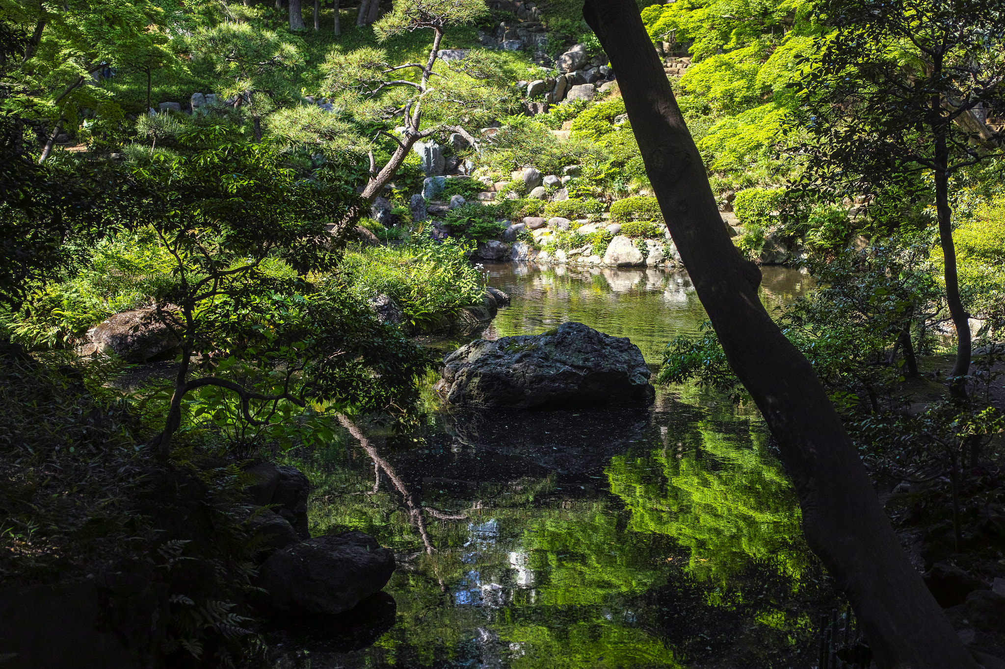 Sigma DP2 Merrill sample photo. Japanese garden photography