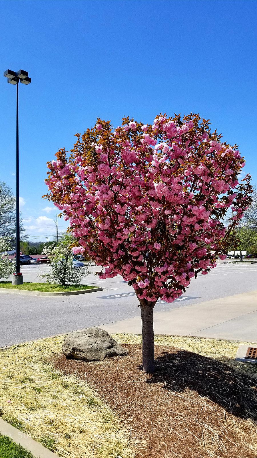Samsung Galaxy S8 sample photo. Cherry blossom photography