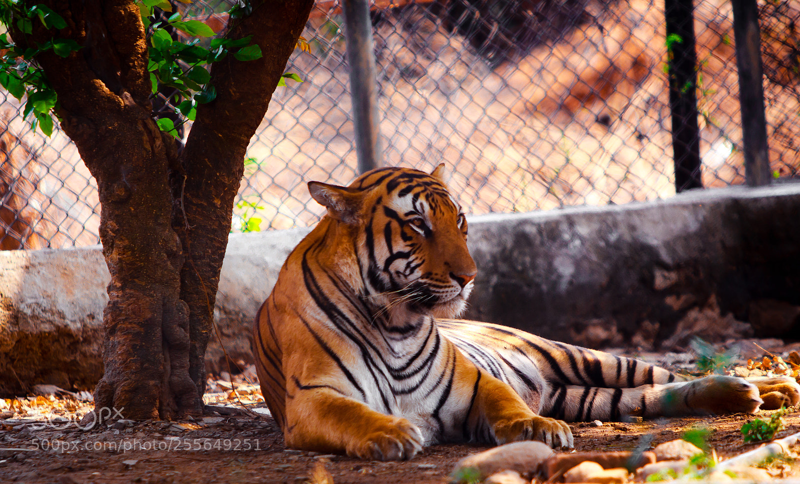 Canon EOS 700D (EOS Rebel T5i / EOS Kiss X7i) sample photo. Chilling out photography