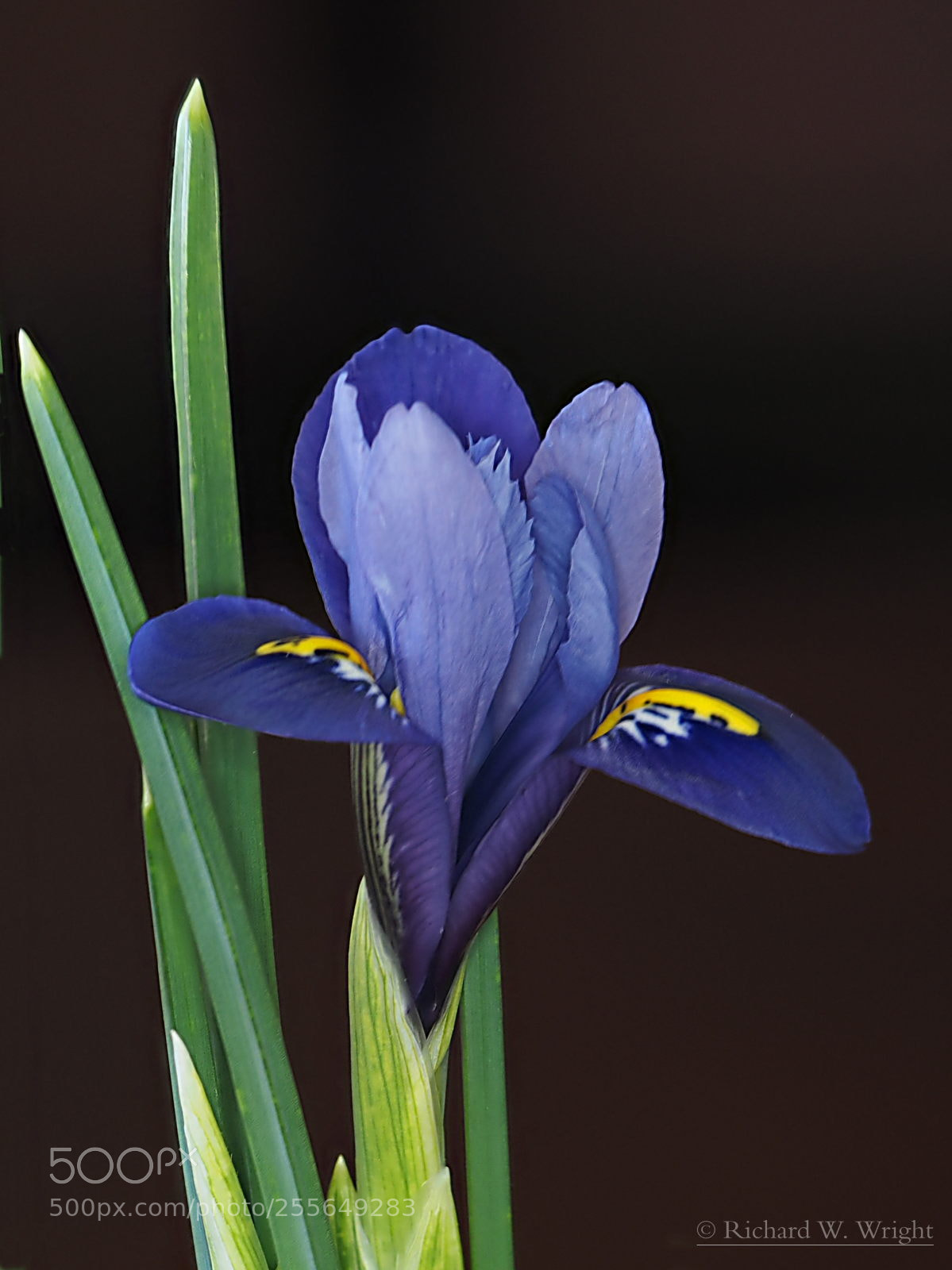 Olympus OM-D E-M1 sample photo. Iris photography