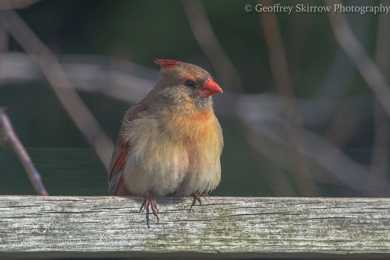 Canon EOS 6D sample photo. Fluffy female cardinal photography
