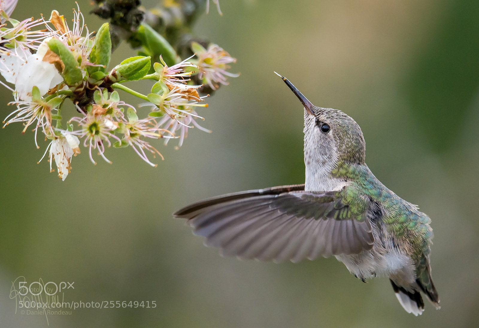 Nikon D7200 sample photo. Anna's hummingbird feeding on photography