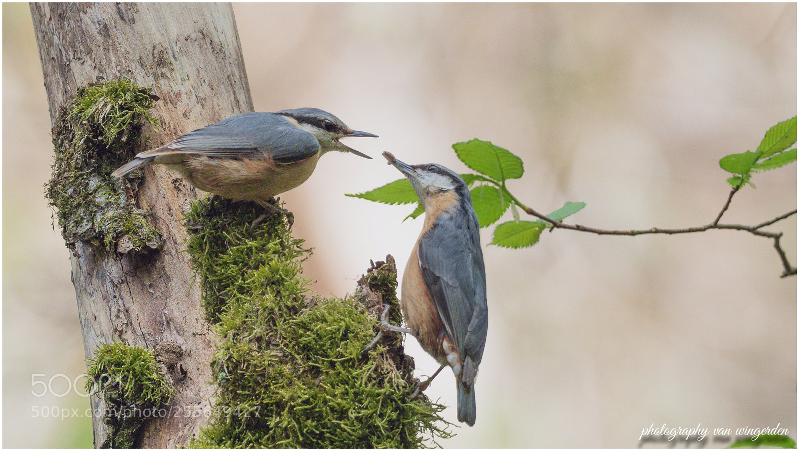 Olympus OM-D E-M1 Mark II sample photo. Eurasian nuthatch photography