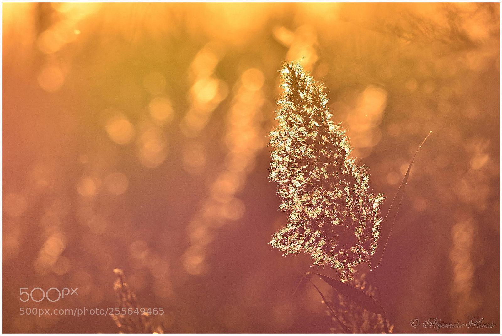 Nikon D7200 sample photo. Luz dorada photography