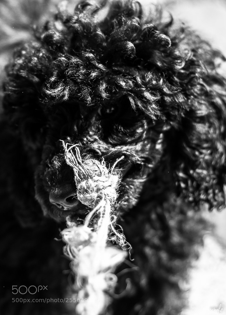 Canon EOS 100D (EOS Rebel SL1 / EOS Kiss X7) sample photo. Grace photography