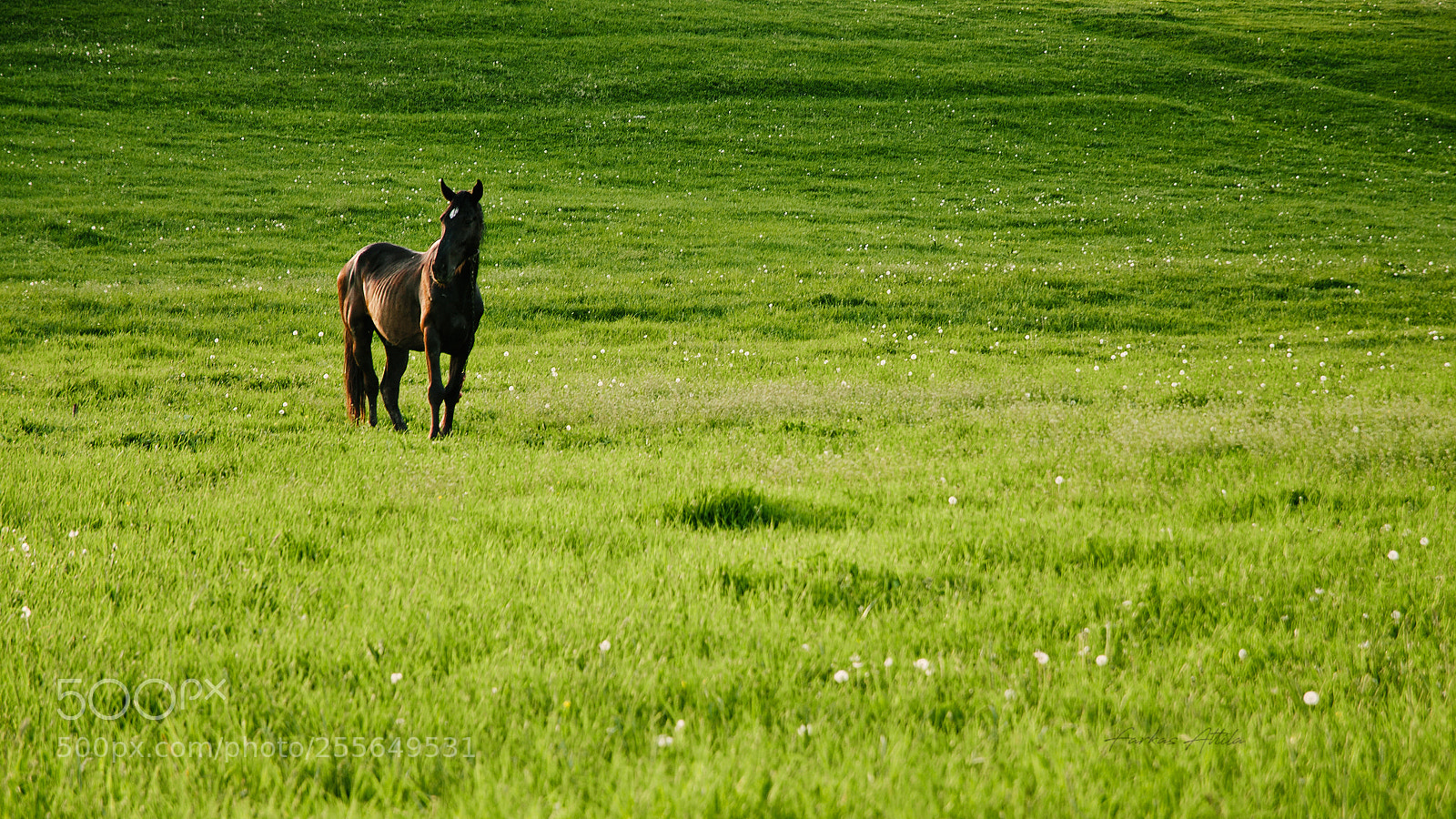 Nikon D7000 sample photo. Alone... photography