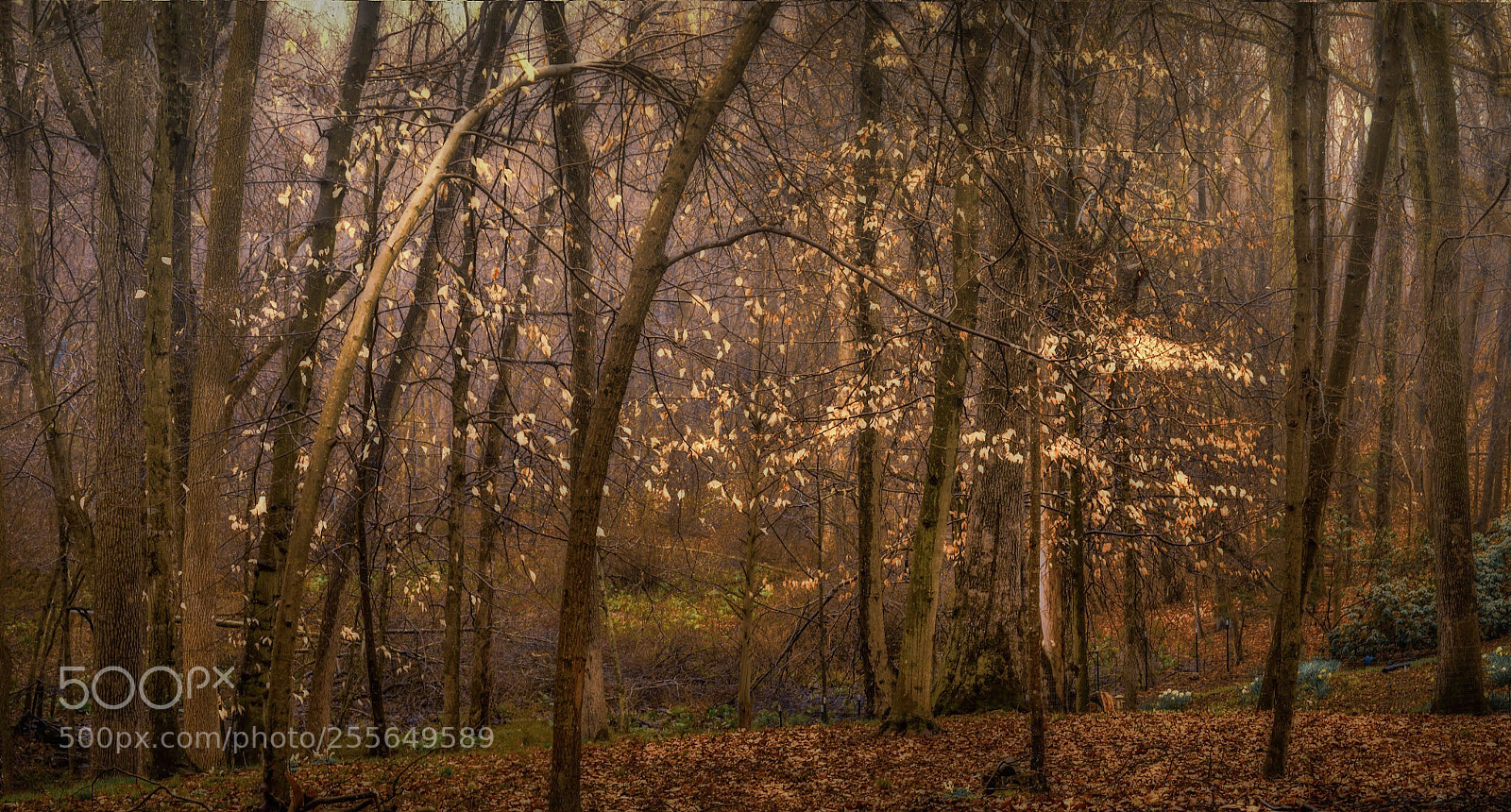 Sony a7R II sample photo. Woodland photography