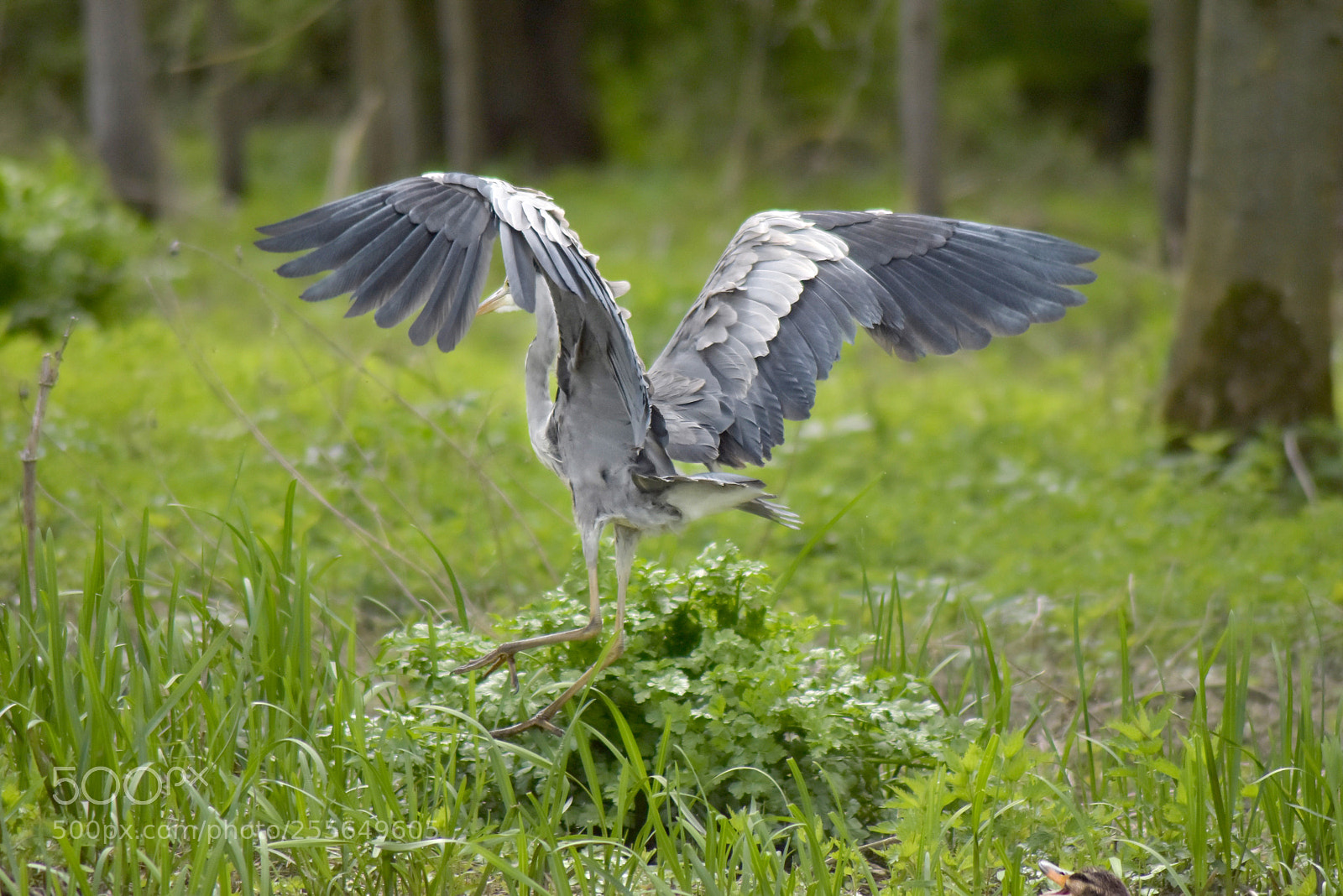 Nikon D5600 sample photo. Heron wings photography