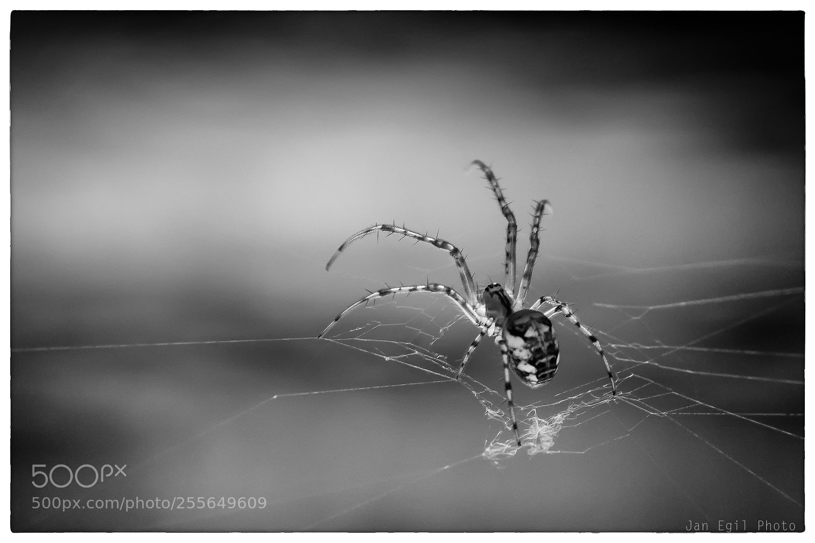 Olympus OM-D E-M1 sample photo. Spyderman photography