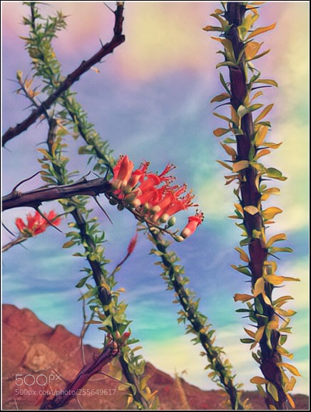 Apple iPhone 6 sample photo. Desert coral photography