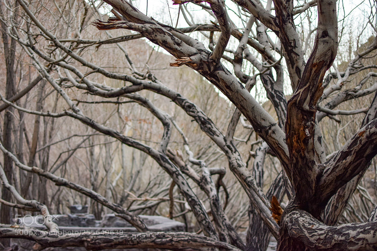 Nikon D3300 sample photo. Garden without leaves photography