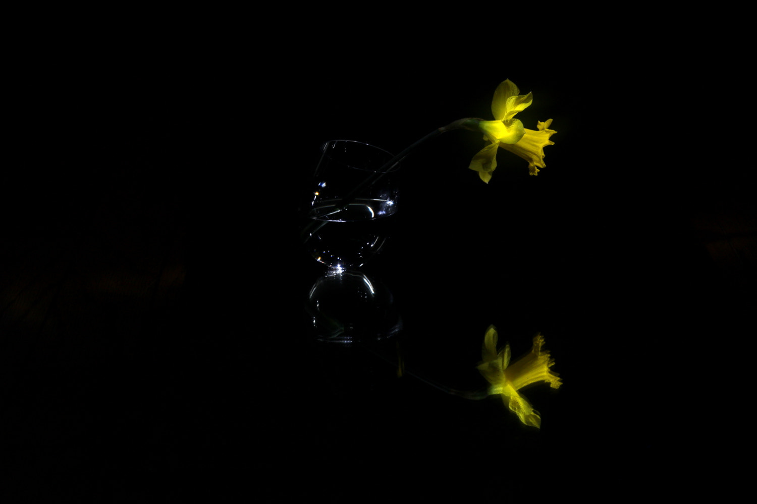 Canon EOS 100D (EOS Rebel SL1 / EOS Kiss X7) sample photo. Narcissus photography