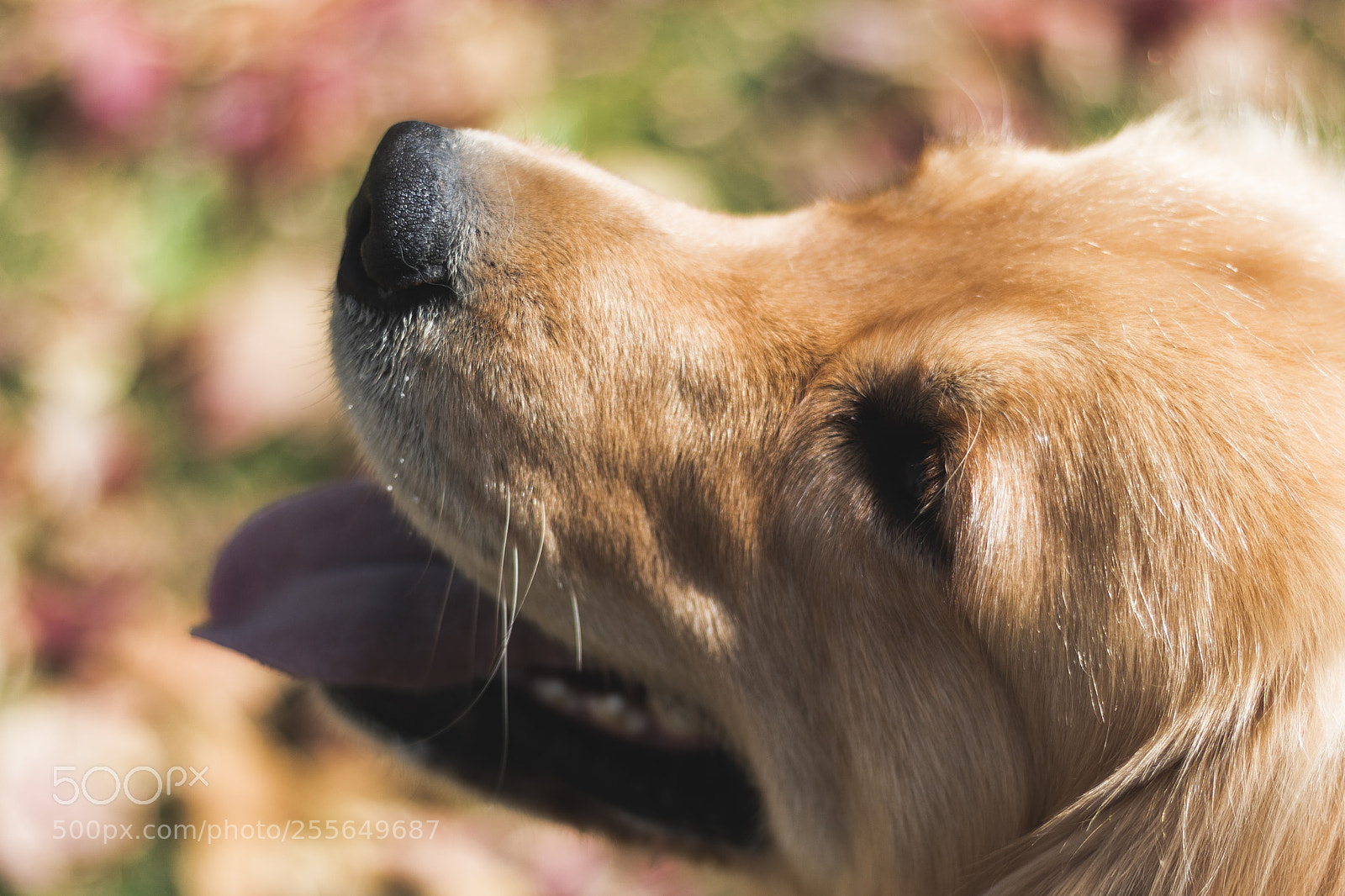 Canon EOS 750D (EOS Rebel T6i / EOS Kiss X8i) sample photo. Duke photography