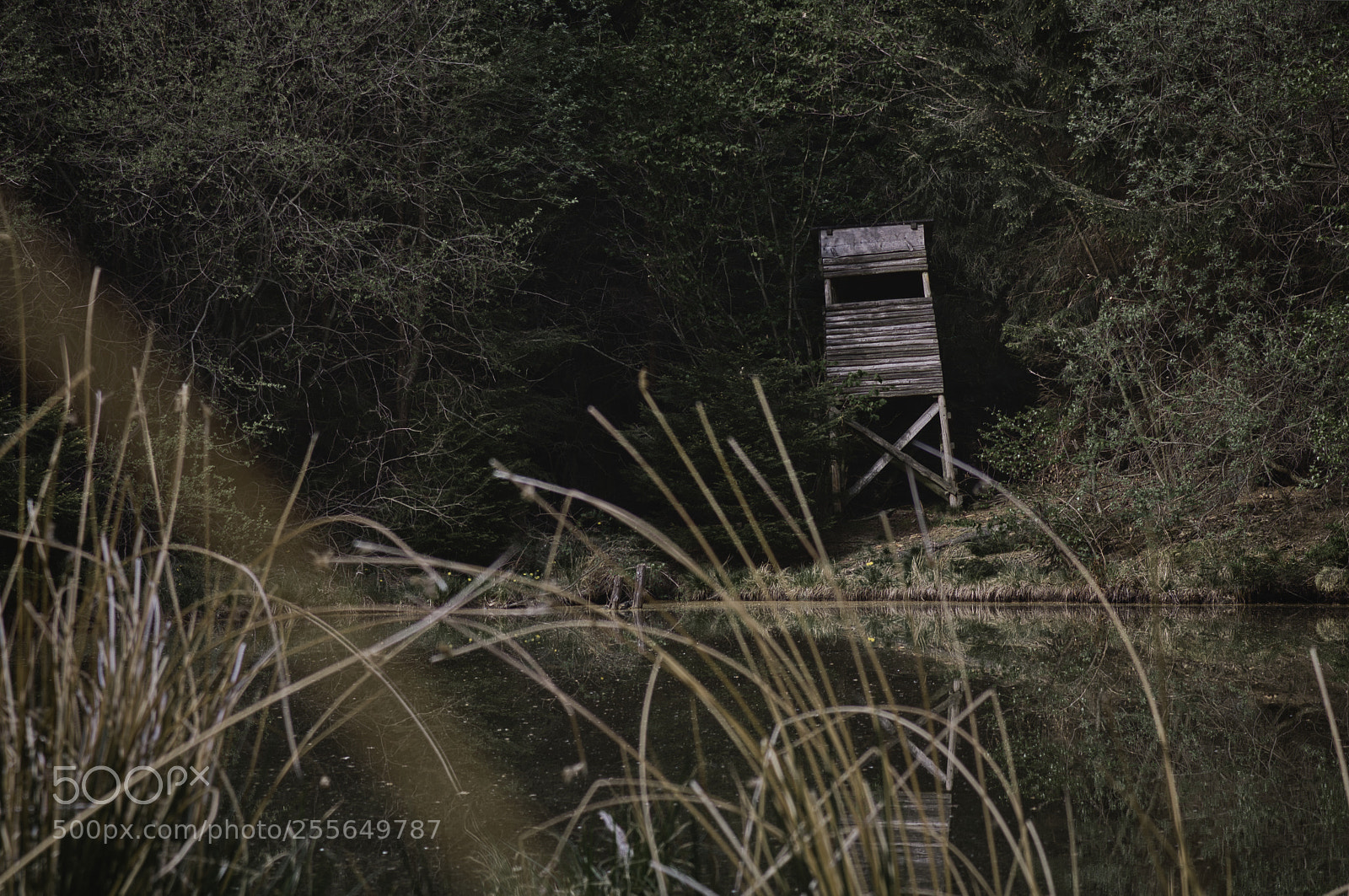 Canon EOS 750D (EOS Rebel T6i / EOS Kiss X8i) sample photo. Moodydark#1 photography