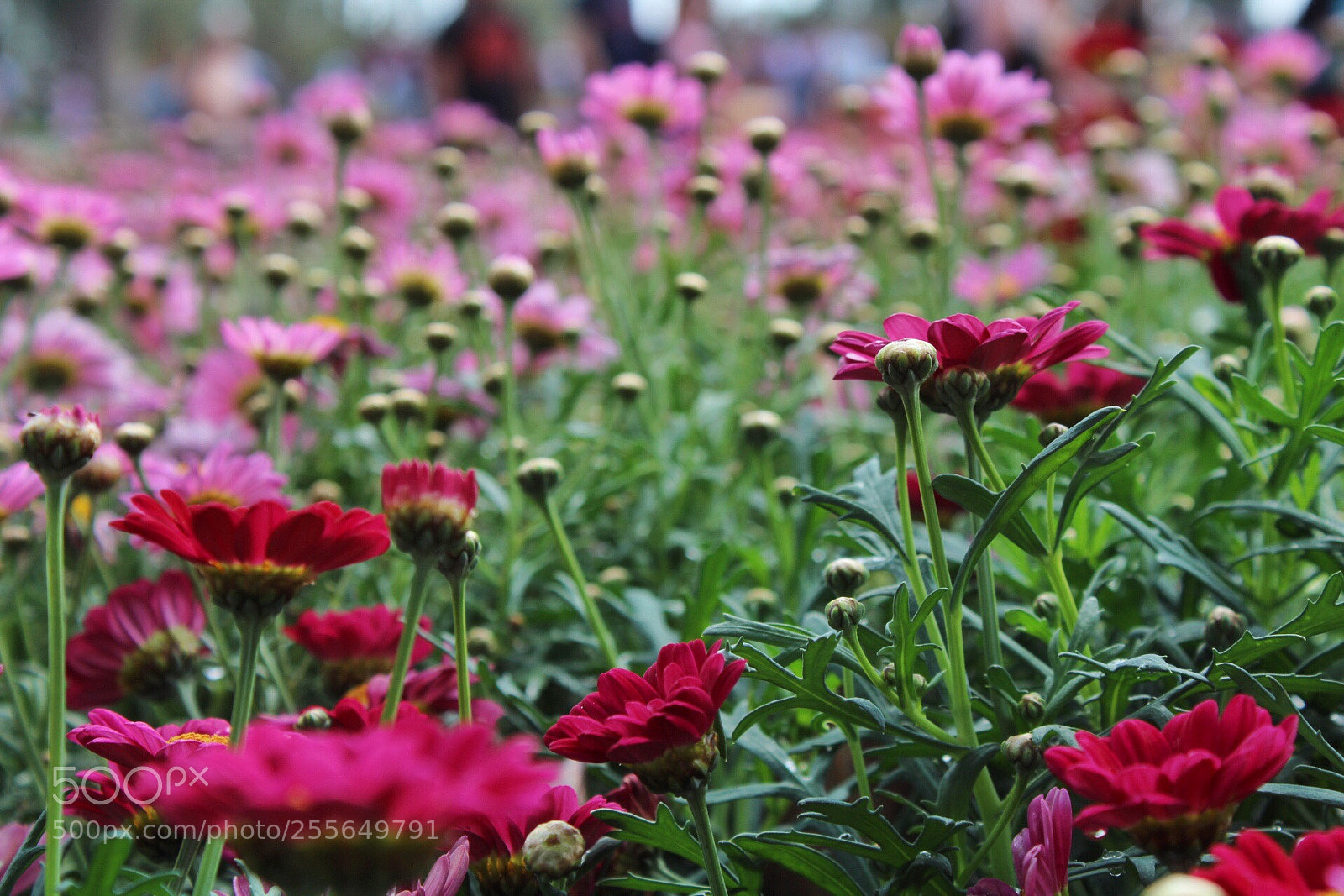 Canon EOS 1300D (EOS Rebel T6 / EOS Kiss X80) sample photo. Euroflora 2018  photography