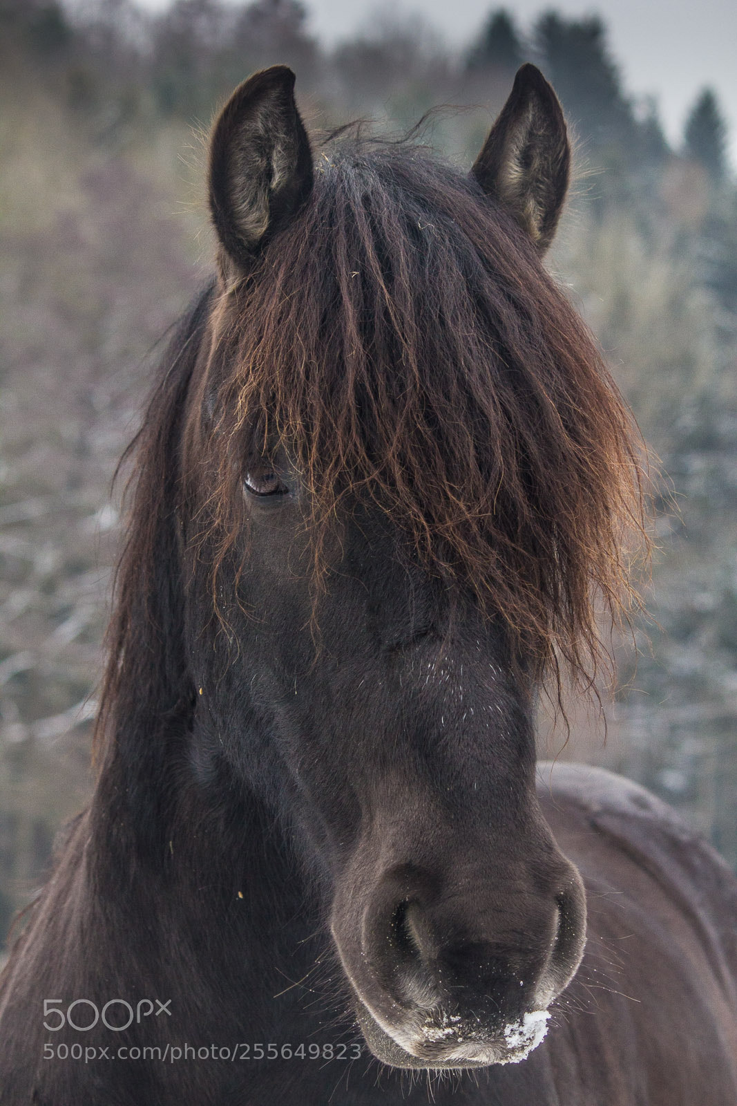 Canon EOS 550D (EOS Rebel T2i / EOS Kiss X4) sample photo. Moses photography