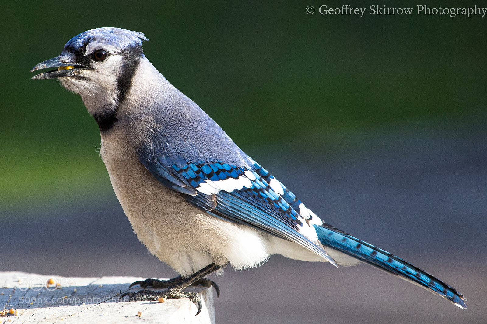 Canon EOS 6D sample photo. Feeding jay photography