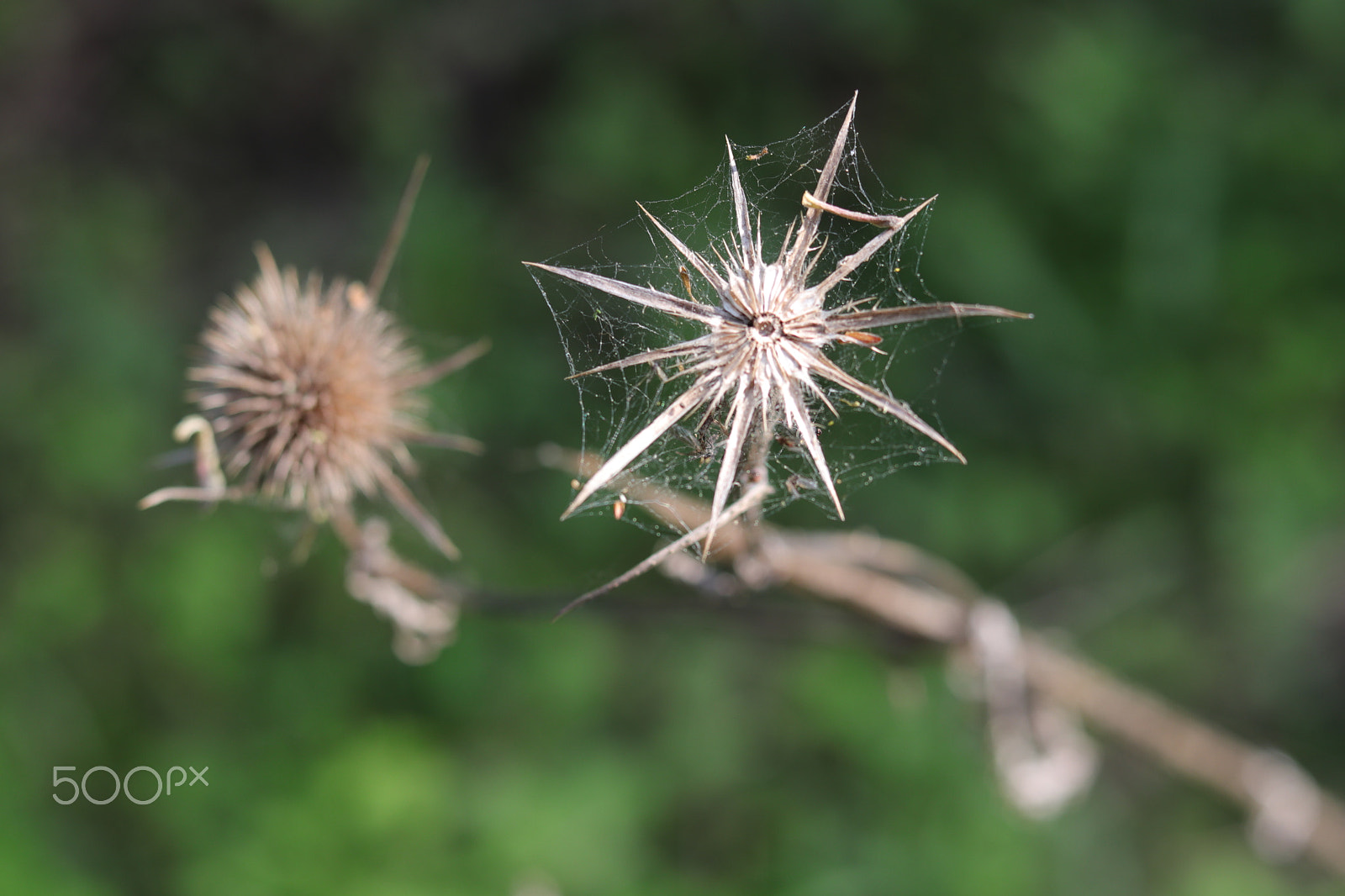 Canon EOS 800D (EOS Rebel T7i / EOS Kiss X9i) + Canon EF 50mm F1.8 STM sample photo. * photography