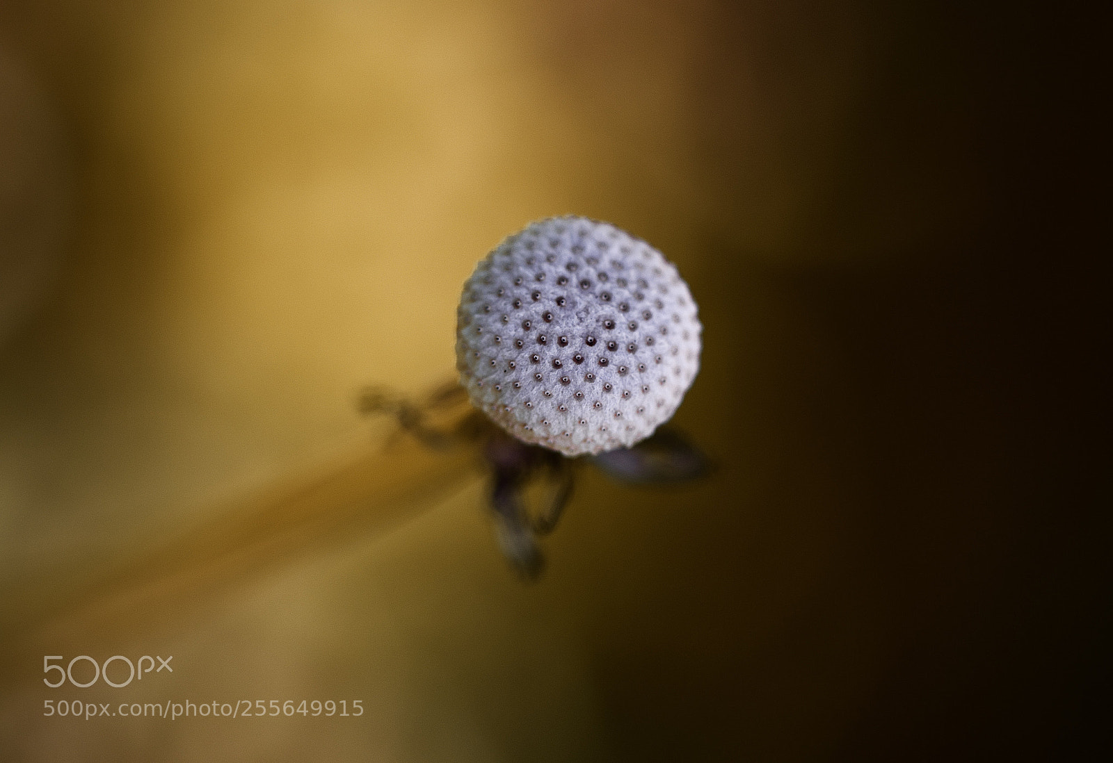 Canon EOS 7D Mark II sample photo. Like a golf ball photography