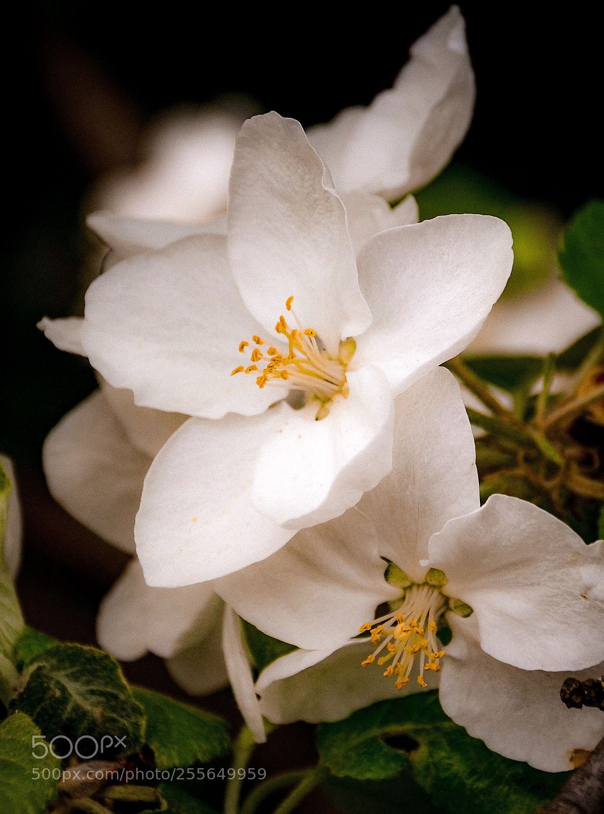 Nikon D7000 sample photo. Apple blossom photography