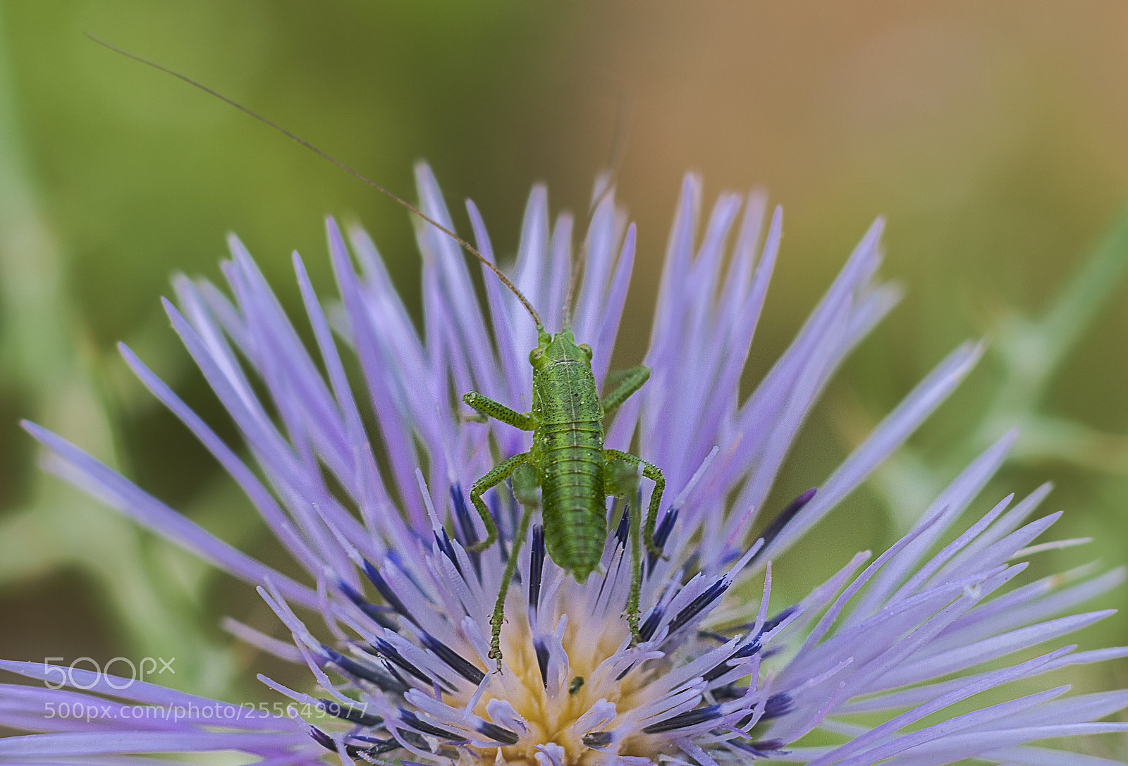 Nikon D300 sample photo. Live on a flower. photography