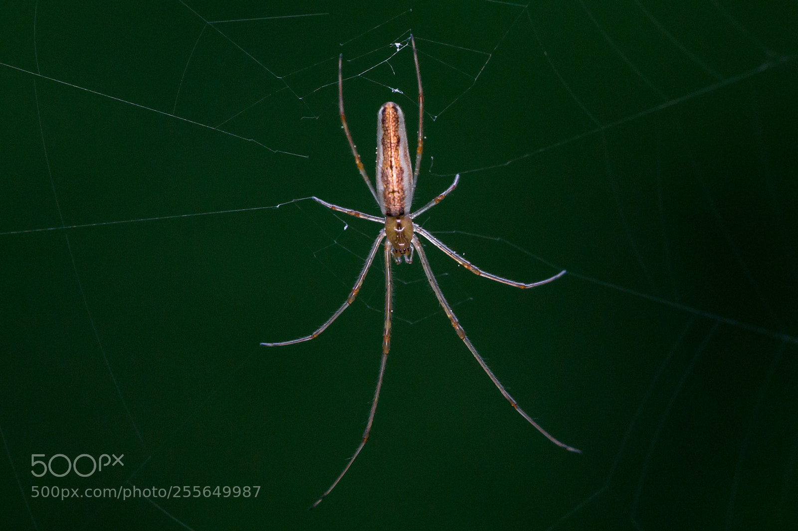 Sony a6000 sample photo. Streckerspinne photography