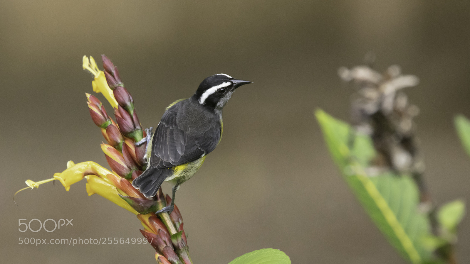 Canon EOS 5DS sample photo. Bananaquit photography