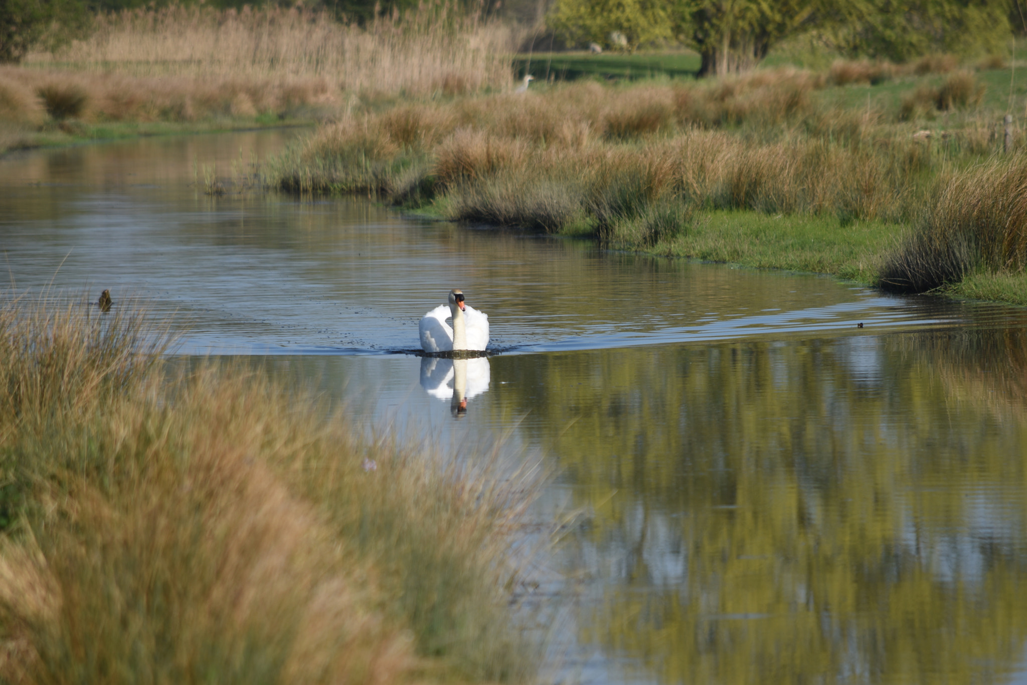 Nikon D5500 sample photo. Swan on the water photography