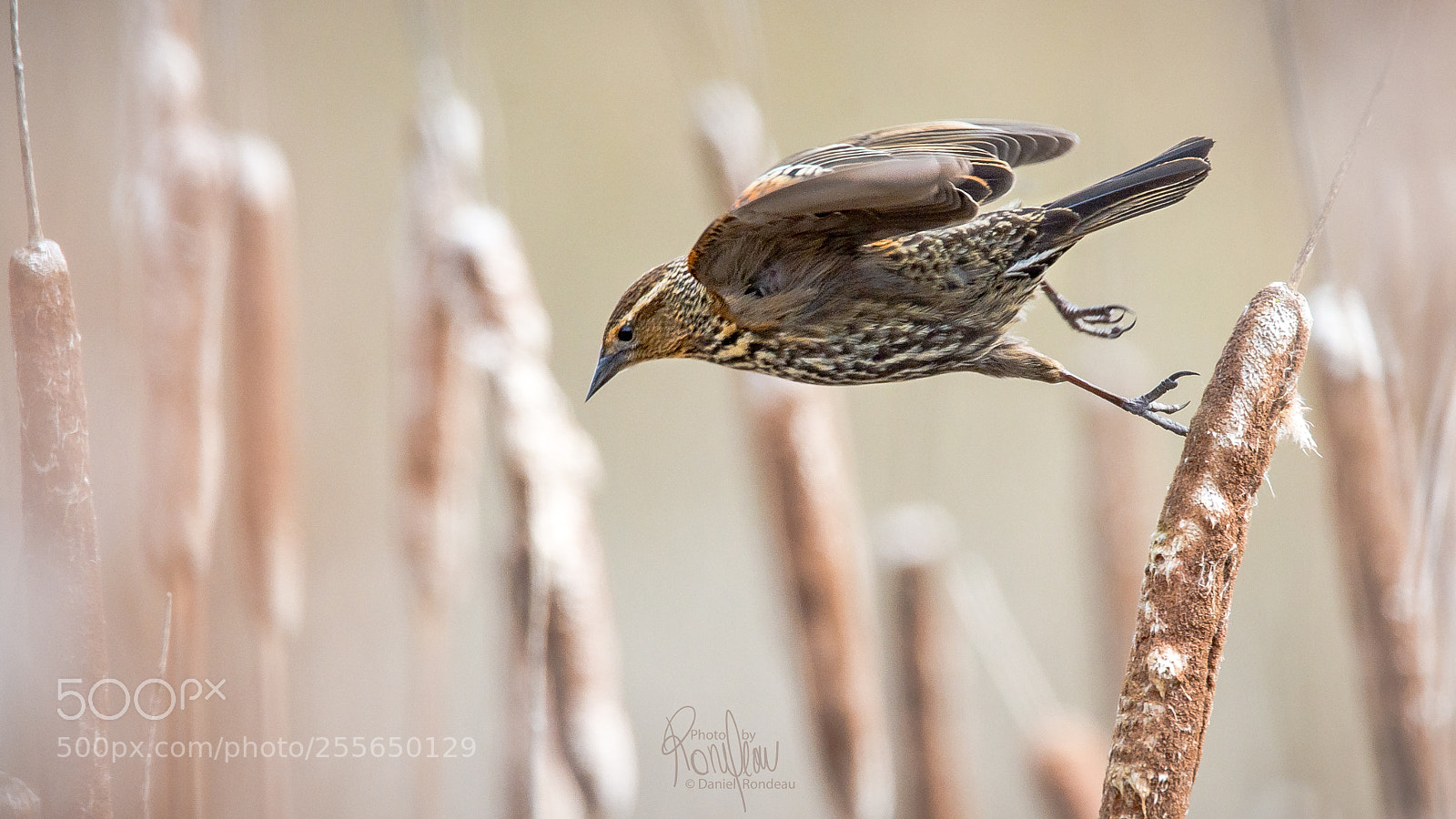 Nikon D7200 sample photo. Female red-winged blackbird taking photography