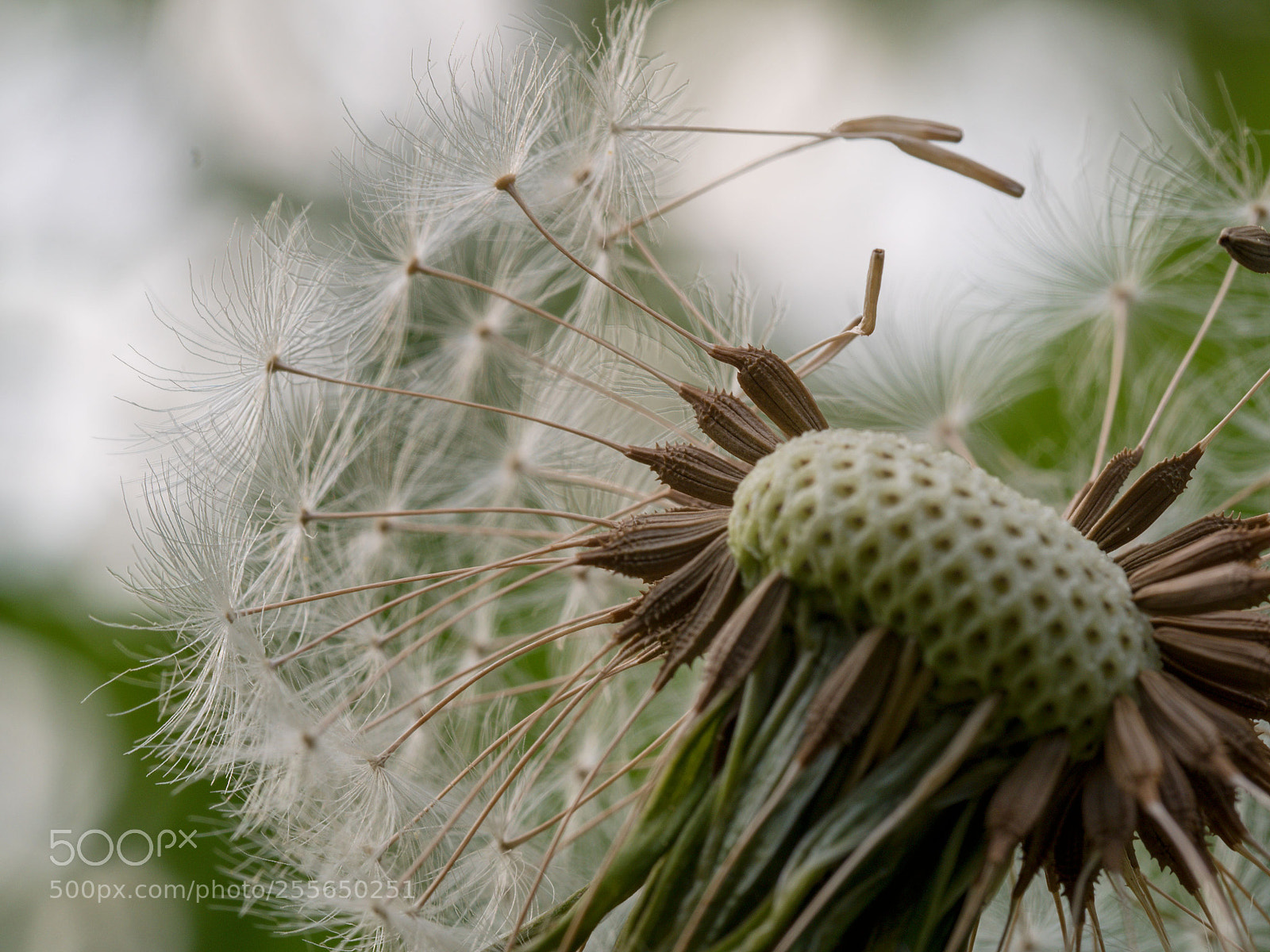 Olympus OM-D E-M5 II sample photo. Pusteblume photography