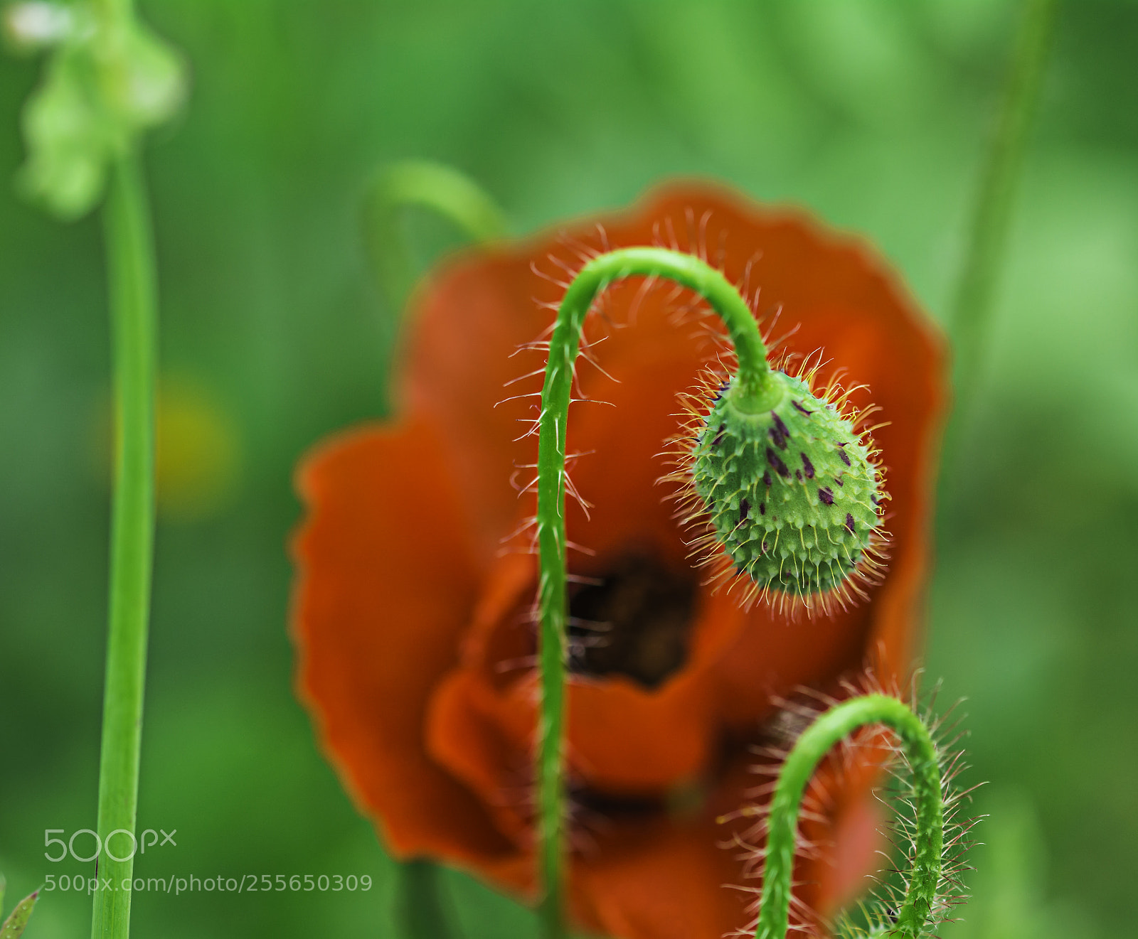 Nikon D7100 sample photo. Flower photography