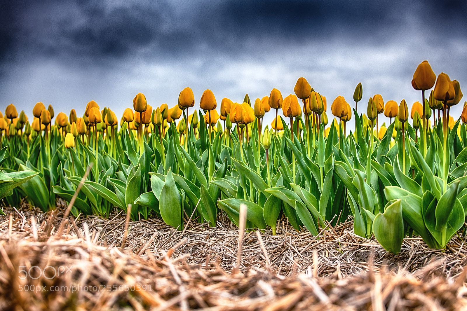 Nikon D850 sample photo. Gele tulpen and a photography