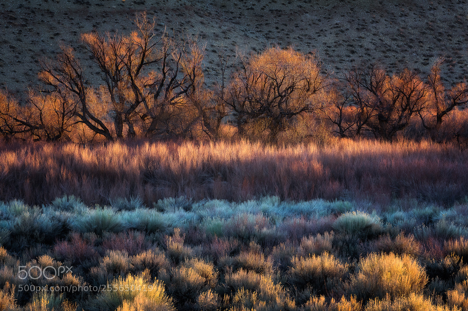 Canon EOS 5D Mark IV sample photo. Nature painting photography