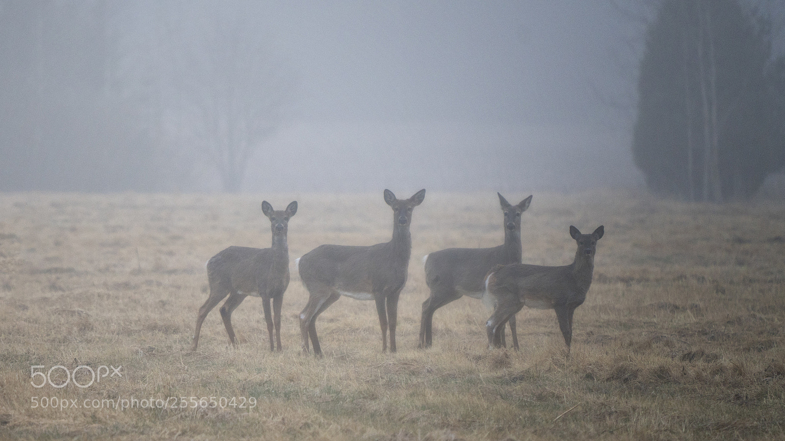 Sony a7R II sample photo. Eyes and ears photography