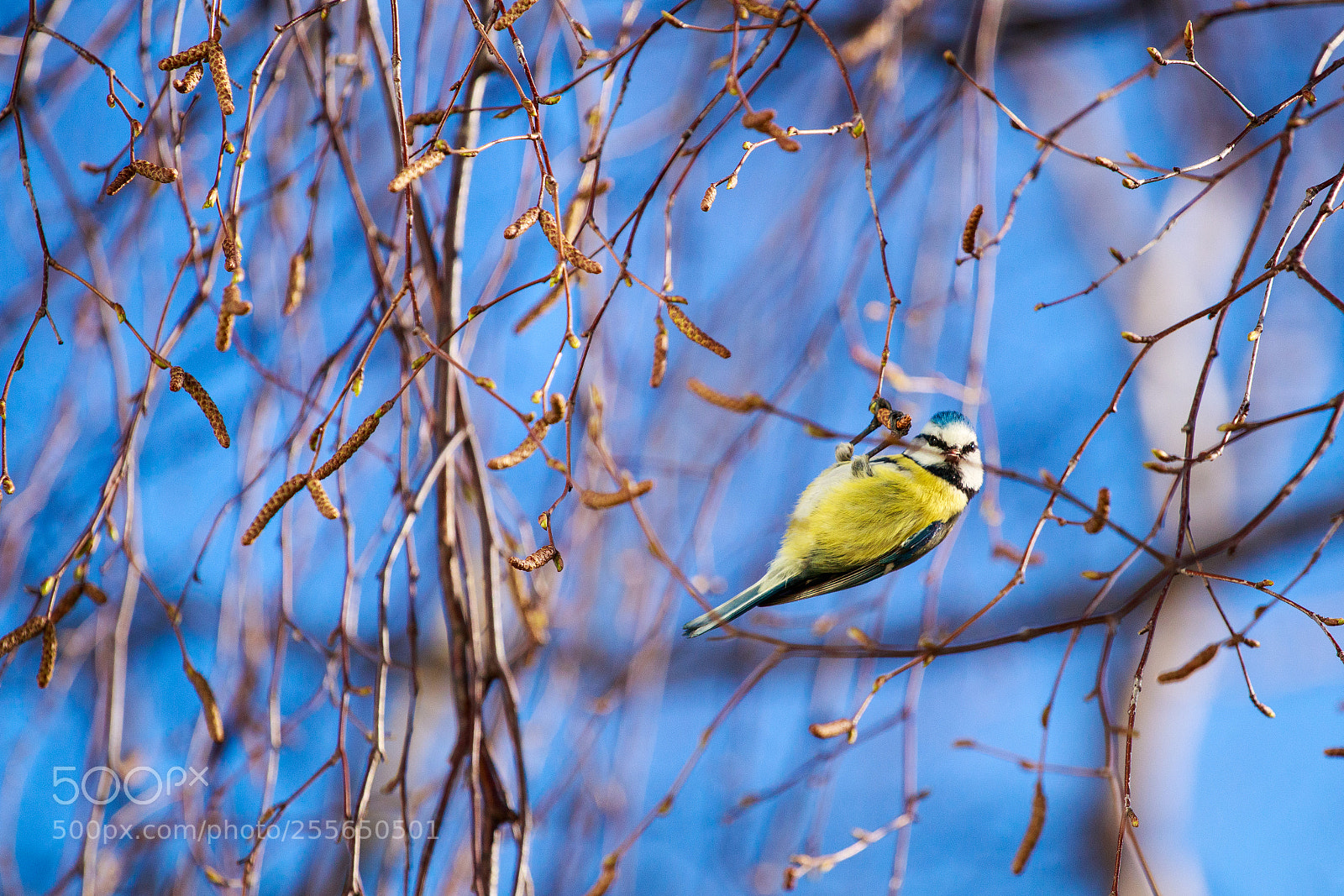 Canon EOS 80D sample photo. Blue tit photography