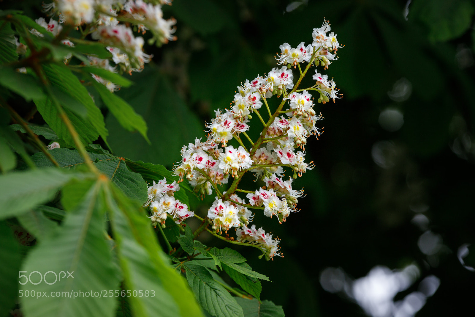 Canon EOS 6D Mark II sample photo. Spring photography