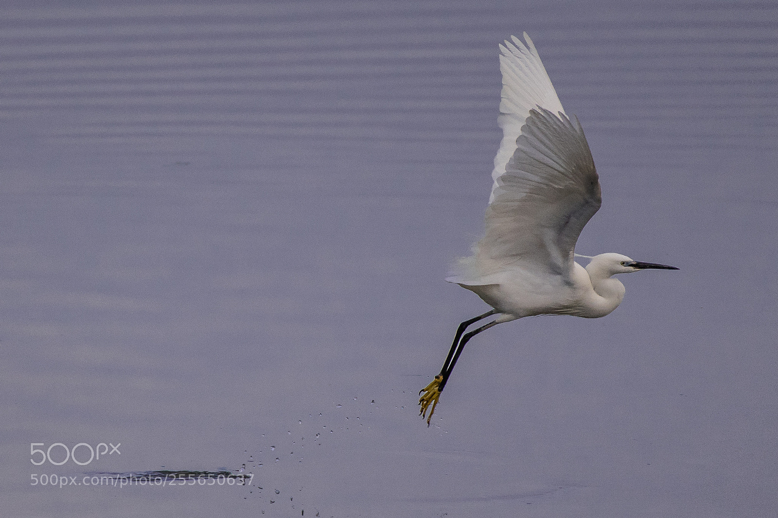 Nikon D500 sample photo. Start to fly photography