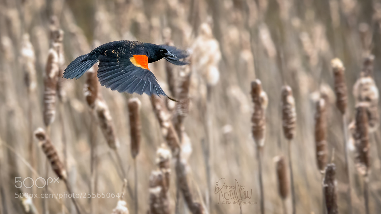 Nikon D7200 sample photo. Red-wing black bird in photography