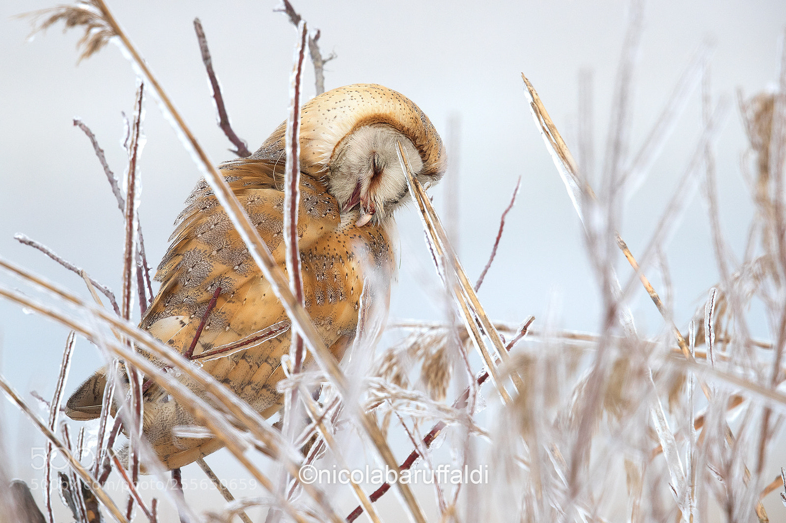 Canon EOS-1D X Mark II sample photo. Barn owl into the photography