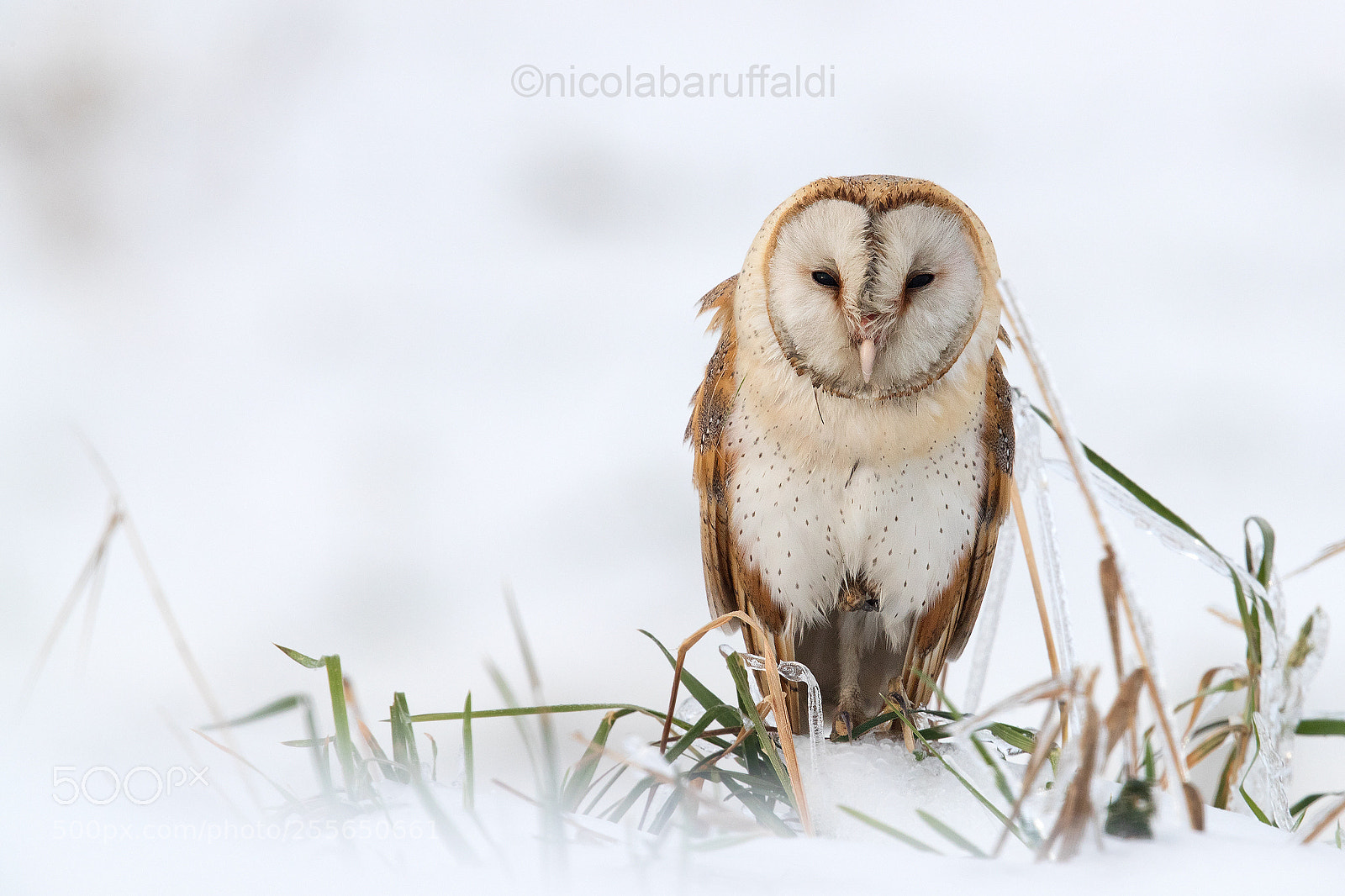 Canon EOS-1D X Mark II sample photo. Barn owl into the photography