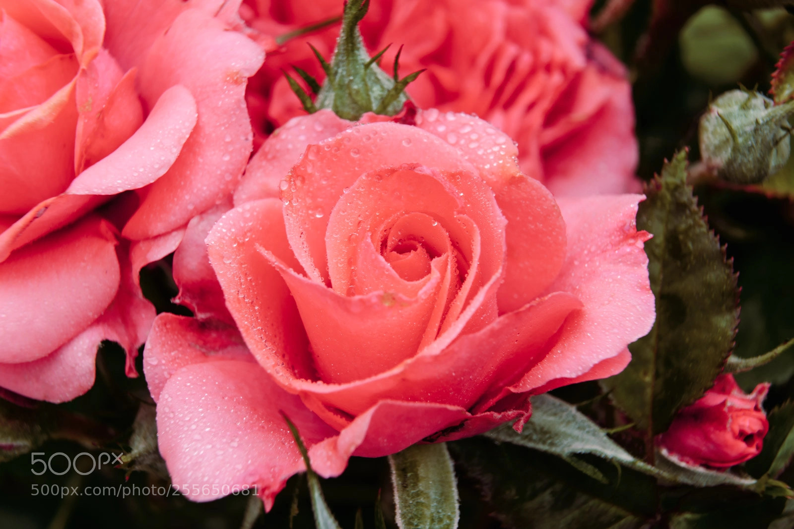 Sony a6000 sample photo. Pink rose with dew photography