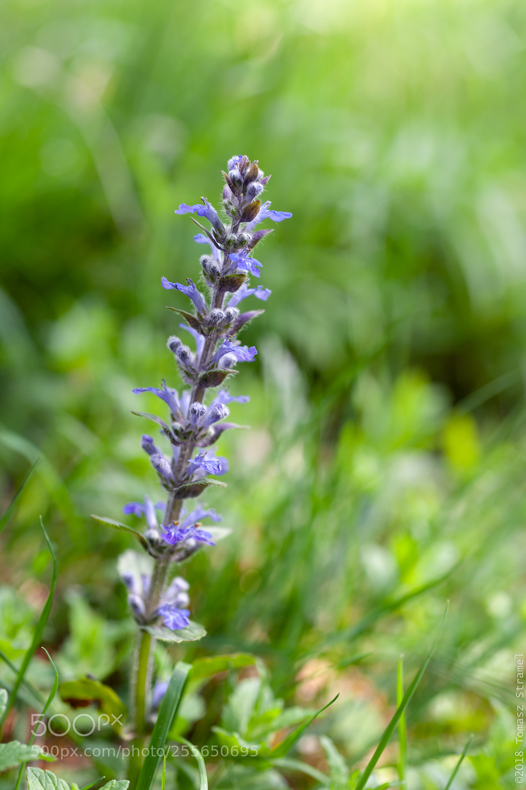 Nikon D700 sample photo. Ajuga reptans photography