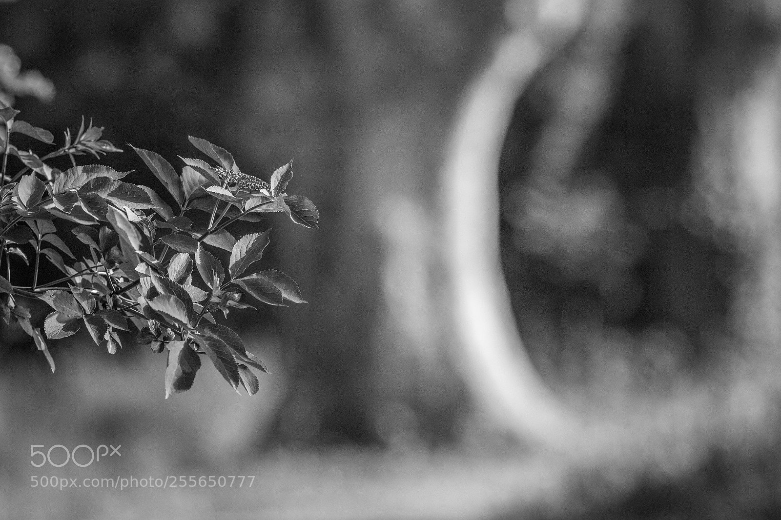 Canon EOS 6D sample photo. Blurred tree photography